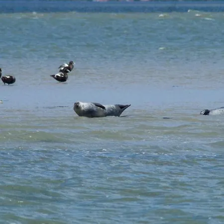 Ferienhaus-pfeffermuschel Dom wakacyjny Neßmersiel
