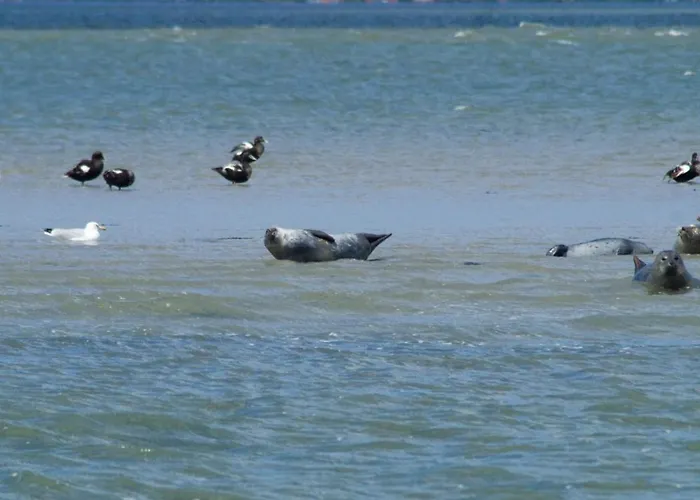 Ferienhaus-pfeffermuschel Tatil Evi Neßmersiel